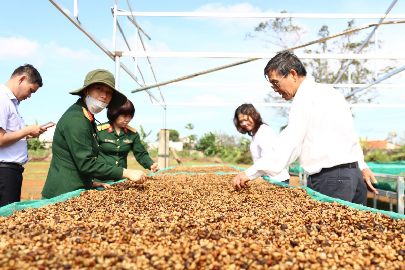 Tỉnh Đắk Lắk đẩy mạnh phát triển sản xuất cà phê đặc sản 	 Ảnh: Kim Bảo